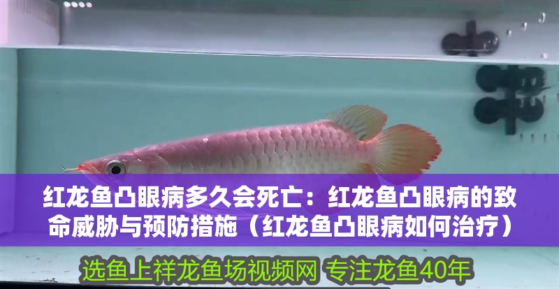 紅龍魚凸眼病多久會(huì)死亡：紅龍魚凸眼病的致命威脅與預(yù)防措施（紅龍魚凸眼病如何治療）