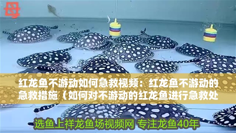 紅龍魚不游動如何急救視頻：紅龍魚不游動的急救措施（如何對不游動的紅龍魚進行急救處理）