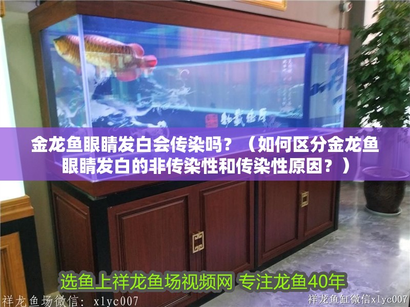 金龍魚眼睛發白會傳染嗎？（如何區分金龍魚眼睛發白的非傳染性和傳染性原因？）