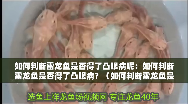 如何判斷雷龍魚是否得了凸眼病呢：如何判斷雷龍魚是否得了凸眼?。浚ㄈ绾闻袛嗬堲~是否得了凸眼?。? title=
