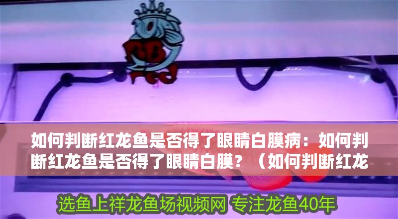 如何判斷紅龍魚是否得了眼睛白膜?。喝绾闻袛嗉t龍魚是否得了眼睛白膜？（如何判斷紅龍魚是否患有眼睛白膜）