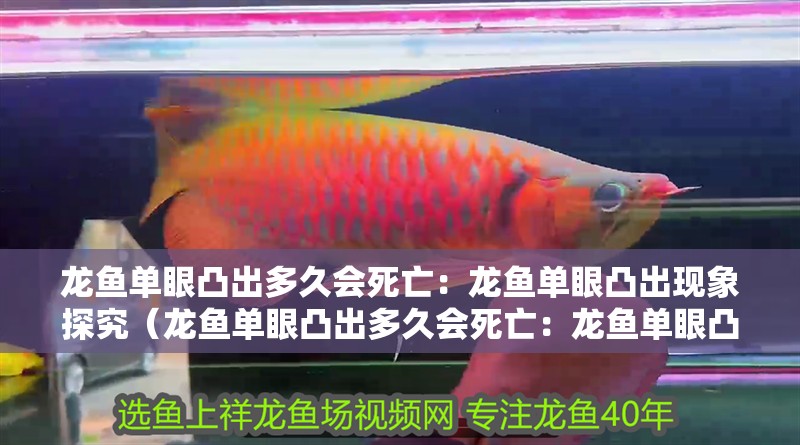 龍魚單眼凸出多久會死亡：龍魚單眼凸出現象探究（龍魚單眼凸出多久會死亡：龍魚單眼凸出的成因、如何預防） 龍魚單眼凸出多久會死亡：龍魚單眼凸出現象探究（龍魚單眼凸出多久會死亡：龍魚單眼凸出的成因、如何預防） 水族問答