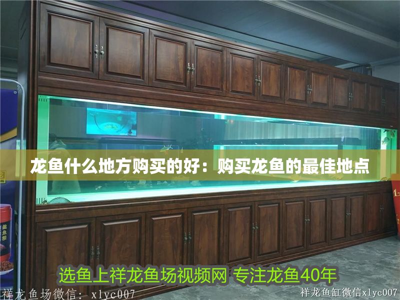 龍魚什么地方購買的好：購買龍魚的最佳地點 龍魚什么地方購買的好：購買龍魚的最佳地點 龍魚百科 第2張