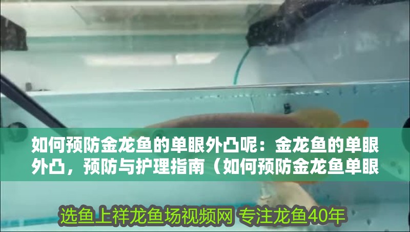 如何預防金龍魚的單眼外凸呢：金龍魚的單眼外凸，預防與護理指南（如何預防金龍魚單眼外凸）