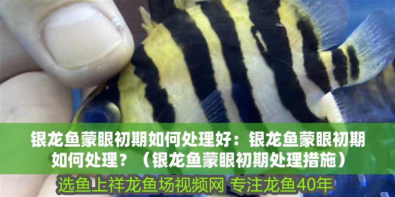 銀龍魚蒙眼初期如何處理好：銀龍魚蒙眼初期如何處理？（銀龍魚蒙眼初期處理措施）