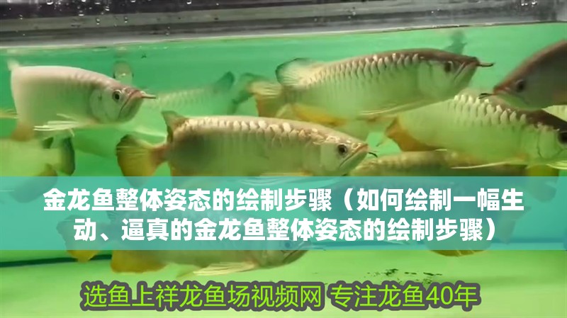 金龍魚整體姿態(tài)的繪制步驟（如何繪制一幅生動、逼真的金龍魚整體姿態(tài)的繪制步驟）