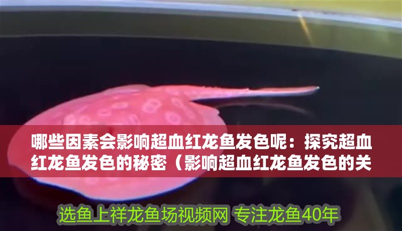 哪些因素會影響超血紅龍魚發色呢：探究超血紅龍魚發色的秘密（影響超血紅龍魚發色的關鍵因素）