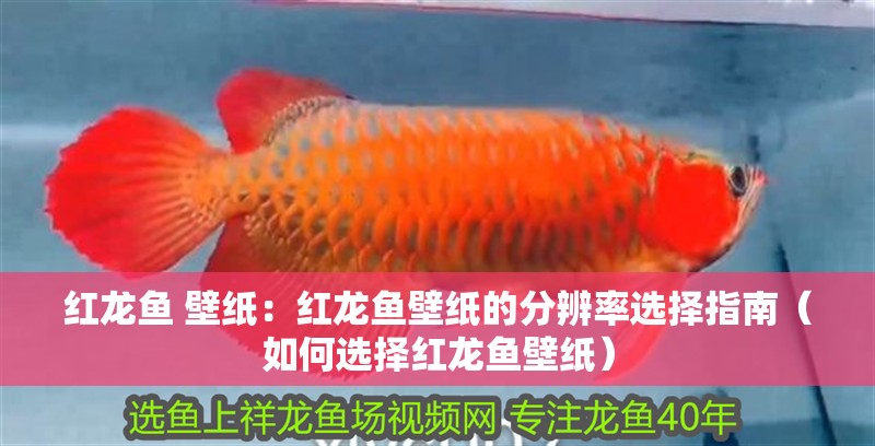 紅龍魚 壁紙：紅龍魚壁紙的分辨率選擇指南（如何選擇紅龍魚壁紙）