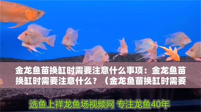 金龍魚苗換缸時需要注意什么事項：金龍魚苗換缸時需要注意什么？（金龍魚苗換缸時需要注意的事項包括金龍魚苗換缸時需要注意的事項）