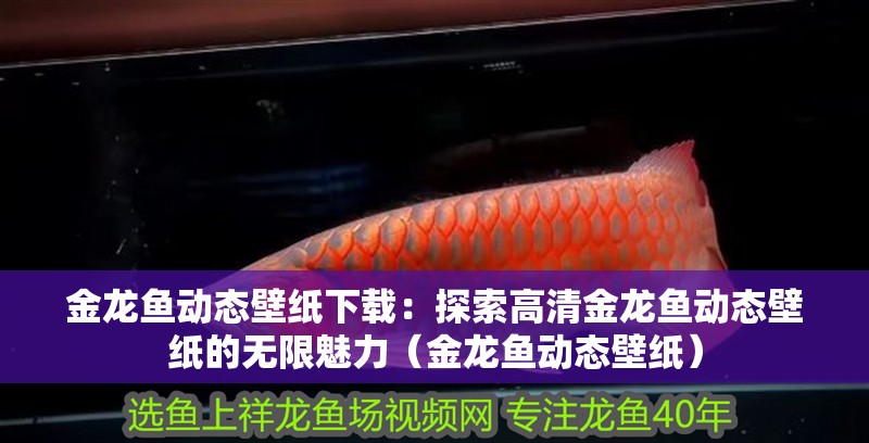 金龍魚動態壁紙下載：探索高清金龍魚動態壁紙的無限魅力（金龍魚動態壁紙）