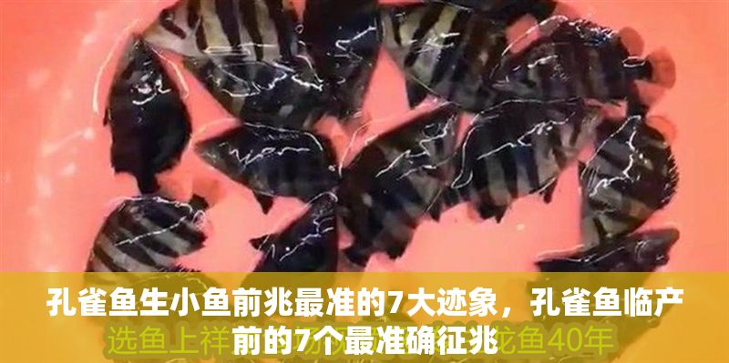 孔雀魚生小魚前兆最準的7大跡象，孔雀魚臨產(chǎn)前的7個最準確征兆