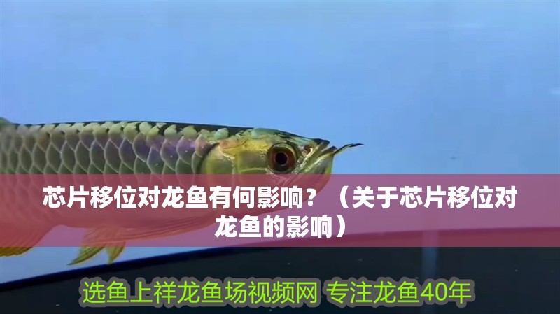 魚缸造景先放沙還是先放水(魚缸造景先鋪沙還是先放石頭) 芯片移位對龍魚有何影響?(關(guān)于芯片移位對龍魚的影響) 龍魚百科 芯片移位對龍魚有何影響?(關(guān)于芯片移位對龍魚的影響) 芯片移位對龍魚有何影響?(關(guān)于芯片移位對龍魚的影響) 龍魚百科