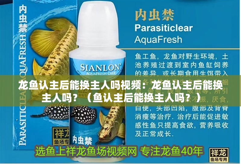 龍魚認(rèn)主后能換主人嗎視頻：龍魚認(rèn)主后能換主人嗎？（魚認(rèn)主后能換主人嗎？）