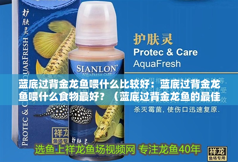 藍底過背金龍魚喂什么比較好：藍底過背金龍魚喂什么食物最好？（藍底過背金龍魚的最佳飲食需要注意事項，藍底過背金龍魚的營養）