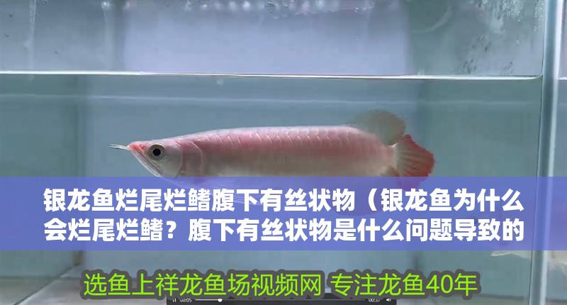 銀龍魚爛尾爛鰭腹下有絲狀物（銀龍魚為什么會爛尾爛鰭？腹下有絲狀物是什么問題導致的？）
