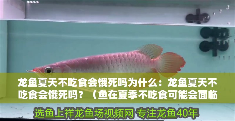 龍魚夏天不吃食會餓死嗎為什么：龍魚夏天不吃食會餓死嗎？（魚在夏季不吃食可能會面臨餓死的風險，飼養者要了解）