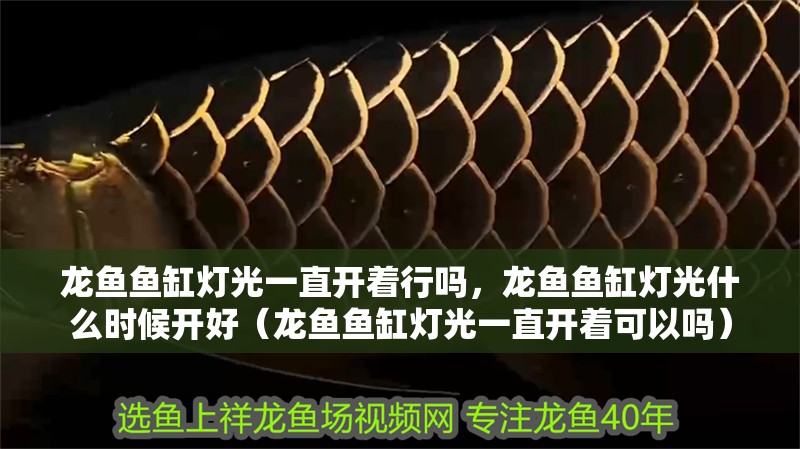 龍魚魚缸燈光一直開著行嗎，龍魚魚缸燈光什么時候開好（龍魚魚缸燈光一直開著可以嗎）