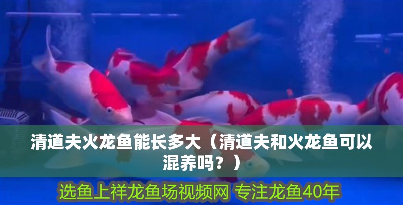 清道夫火龍魚能長多大（清道夫和火龍魚可以混養嗎？）