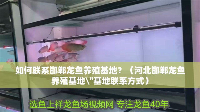 如何聯系邯鄲龍魚養殖基地？（河北邯鄲龍魚養殖基地\