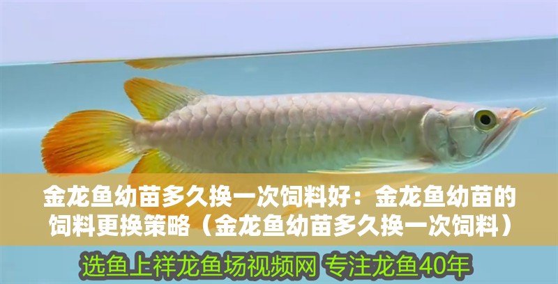 金龍魚幼苗多久換一次飼料好：金龍魚幼苗的飼料更換策略（金龍魚幼苗多久換一次飼料）