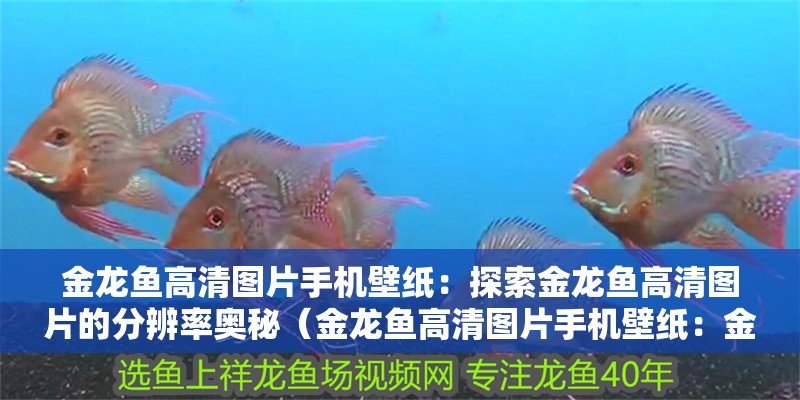 金龍魚高清圖片手機壁紙：探索金龍魚高清圖片的分辨率奧秘（金龍魚高清圖片手機壁紙：金龍魚高清圖片的分辨率選擇）