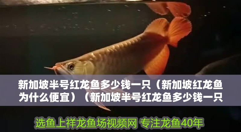 新加坡半號紅龍魚多少錢一只（新加坡紅龍魚為什么便宜）（新加坡半號紅龍魚多少錢一只）