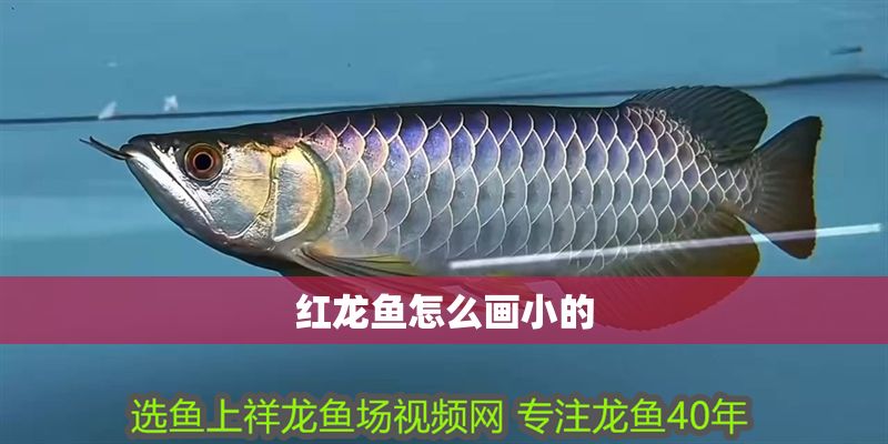 紅龍魚怎么畫小的 紅龍魚怎么畫小的 龍魚百科 第1張