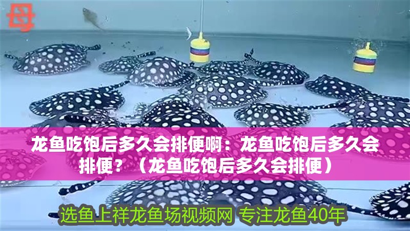 龍魚吃飽后多久會排便啊：龍魚吃飽后多久會排便？（龍魚吃飽后多久會排便）
