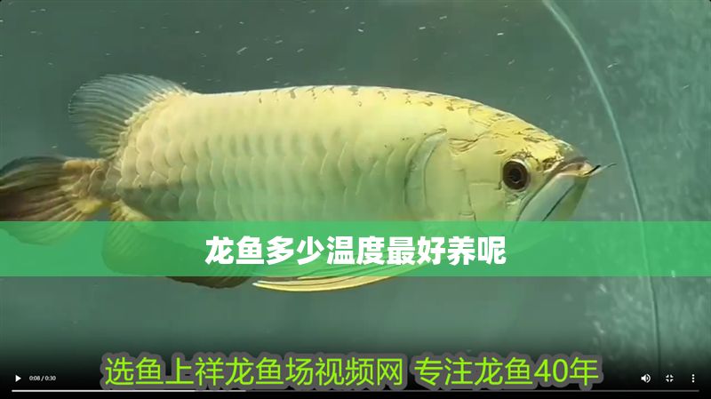 龍魚多少溫度最好養呢