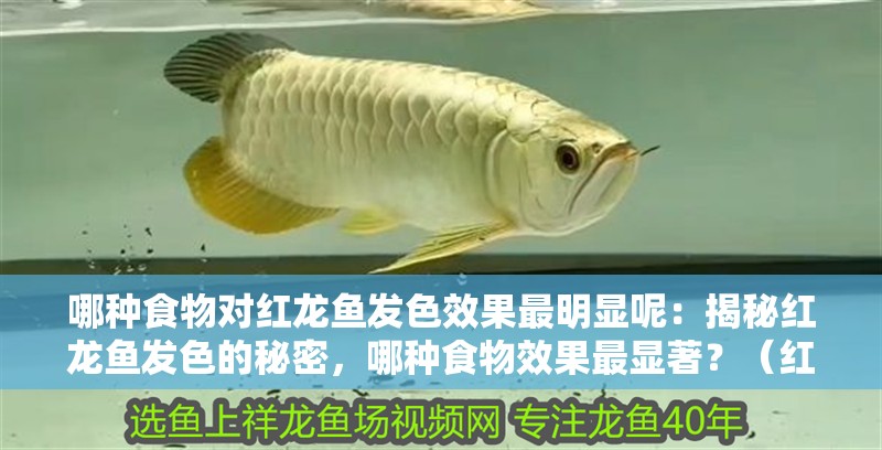 哪種食物對紅龍魚發色效果最明顯呢：揭秘紅龍魚發色的秘密，哪種食物效果最顯著？（紅龍魚發色效果的顯著性研究）