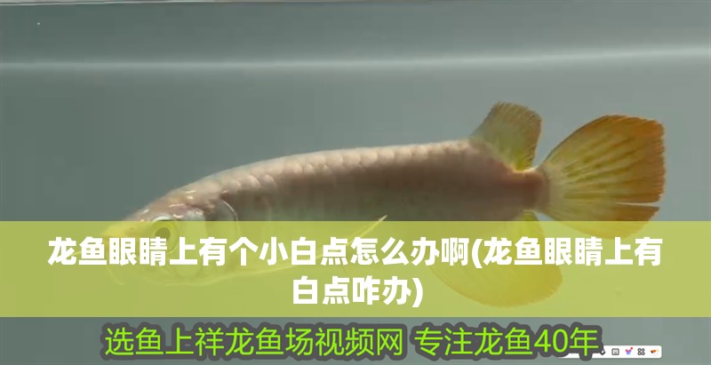 龍魚眼睛上有個小白點怎么辦啊(龍魚眼睛上有白點咋辦) 龍魚眼睛上有個小白點怎么辦啊(龍魚眼睛上有白點咋辦) 觀賞魚百科