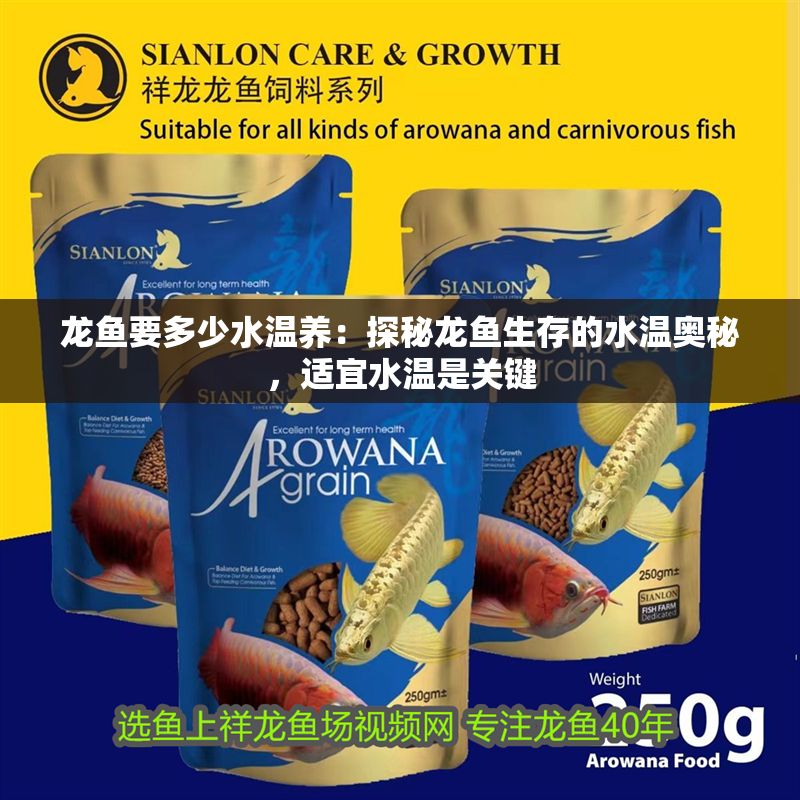 龍魚要多少水溫養(yǎng)：探秘龍魚生存的水溫奧秘，適宜水溫是關(guān)鍵
