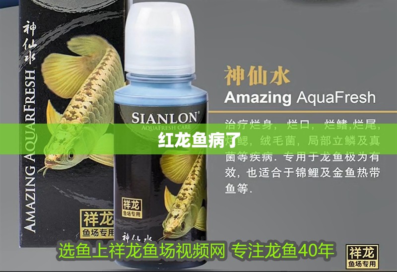 紅龍魚病了