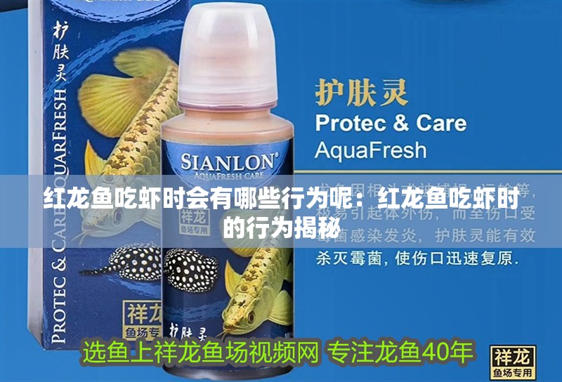 紅龍魚吃蝦時會有哪些行為呢：紅龍魚吃蝦時的行為揭秘