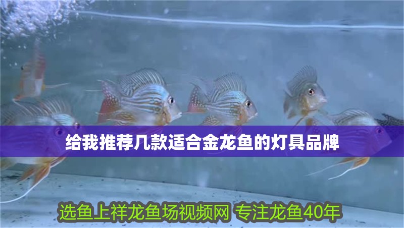 給我推薦幾款適合金龍魚的燈具品牌