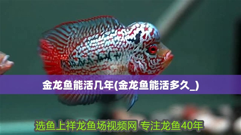 金龍魚能活幾年(金龍魚能活多久_)