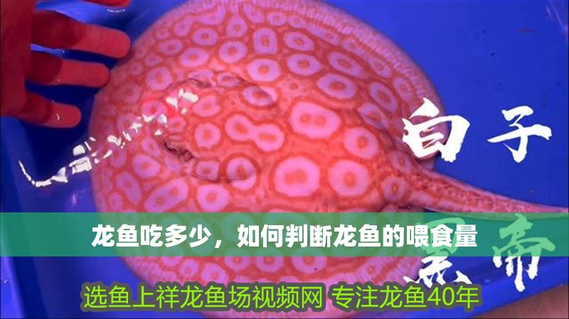 龍魚吃多少，如何判斷龍魚的喂食量