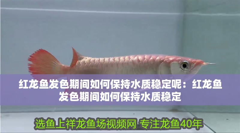 紅龍魚發(fā)色期間如何保持水質(zhì)穩(wěn)定呢：紅龍魚發(fā)色期間如何保持水質(zhì)穩(wěn)定