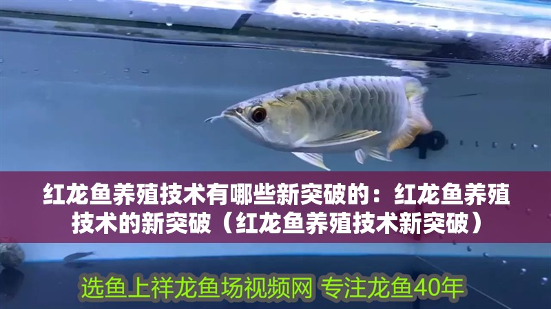 紅龍魚(yú)養(yǎng)殖技術(shù)有哪些新突破的：紅龍魚(yú)養(yǎng)殖技術(shù)的新突破（紅龍魚(yú)養(yǎng)殖技術(shù)新突破）