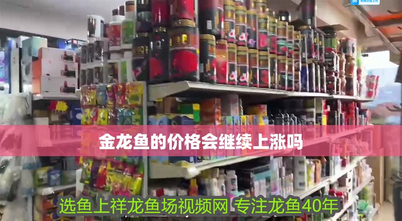 金龍魚的價格會繼續上漲嗎