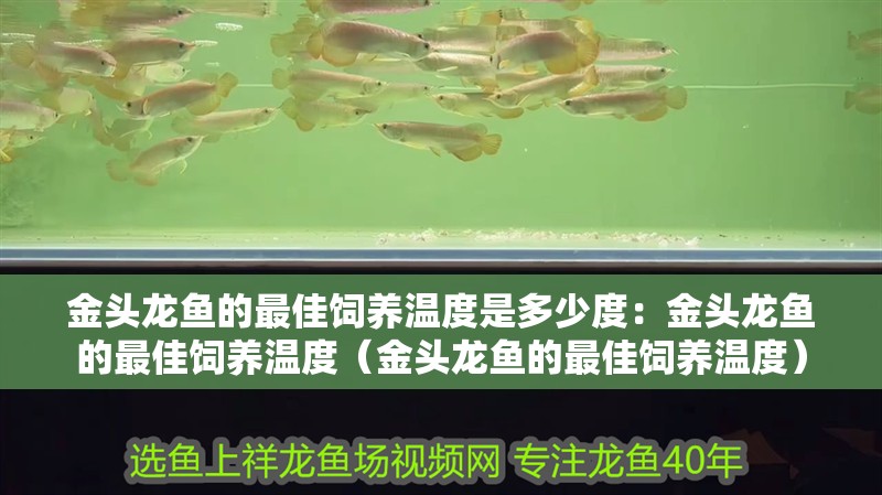 金頭龍魚的最佳飼養溫度是多少度：金頭龍魚的最佳飼養溫度（金頭龍魚的最佳飼養溫度）