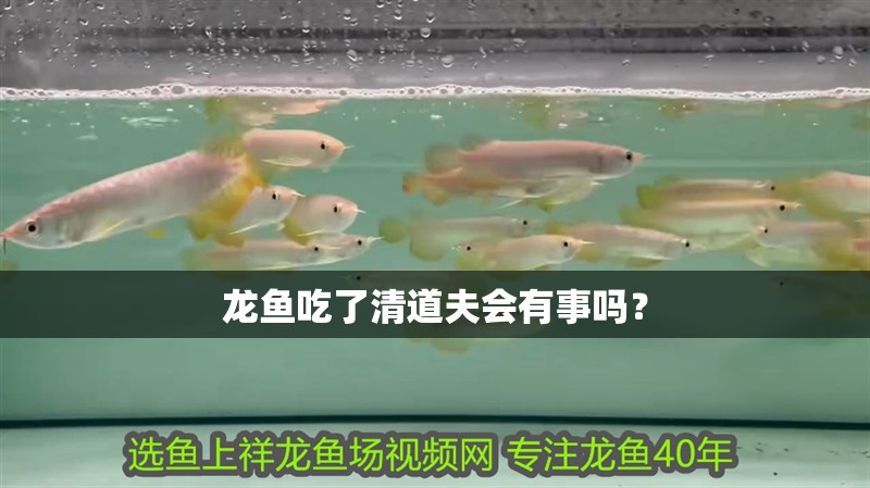 龍魚吃了清道夫會有事嗎？
