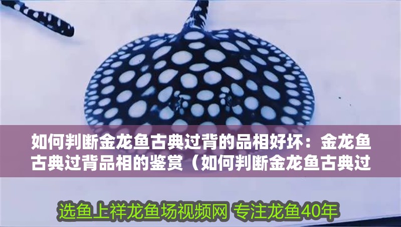 如何判斷金龍魚古典過背的品相好壞：金龍魚古典過背品相的鑒賞（如何判斷金龍魚古典過背品相）