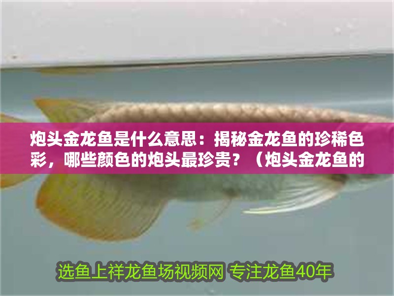 炮頭金龍魚是什么意思：揭秘金龍魚的珍稀色彩，哪些顏色的炮頭最珍貴？（炮頭金龍魚的珍稀有且珍稀有且珍貴的觀賞價值和收藏意義）