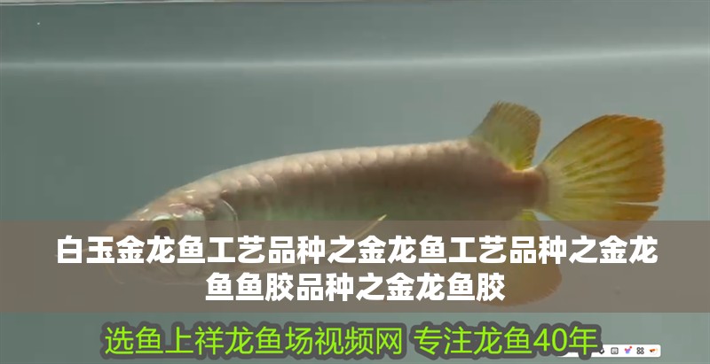 白玉金龍魚工藝品種之金龍魚工藝品種之金龍魚魚膠品種之金龍魚膠