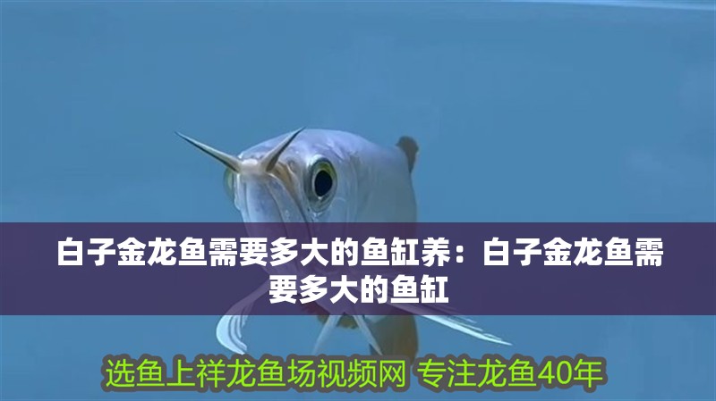 白子金龍魚需要多大的魚缸養：白子金龍魚需要多大的魚缸