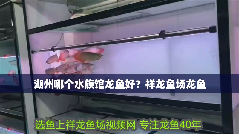 <strong><mark>湖州</mark></strong>哪個水族館龍魚好？祥龍魚場龍魚