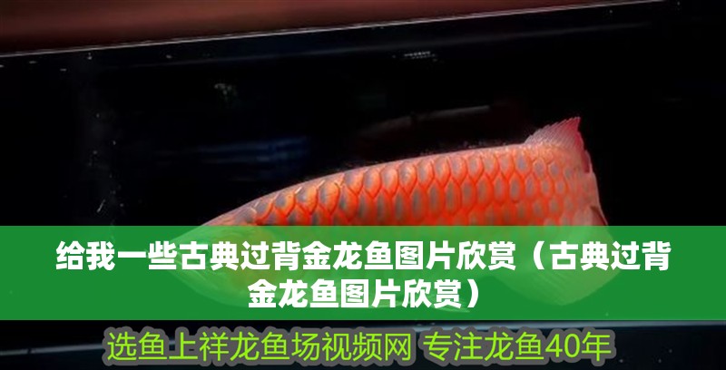 給我一些古典過背金龍魚圖片欣賞（古典過背金龍魚圖片欣賞）