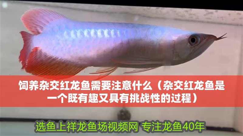 飼養雜交紅龍魚需要注意什么（雜交紅龍魚是一個既有趣又具有挑戰性的過程）