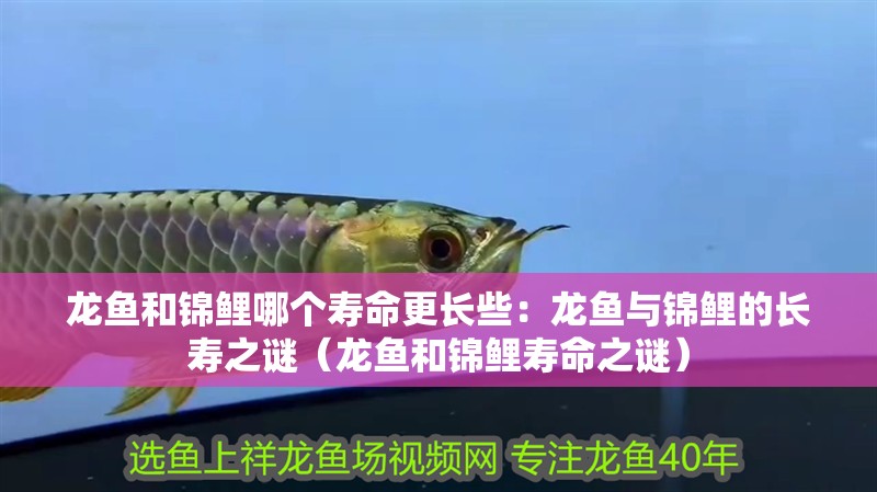 龍魚和錦鯉哪個壽命更長些：龍魚與錦鯉的長壽之謎（龍魚和錦鯉壽命之謎）